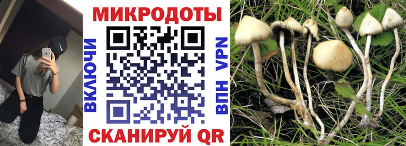 Псилоцибиновые грибы Psilocybe  Староминская 